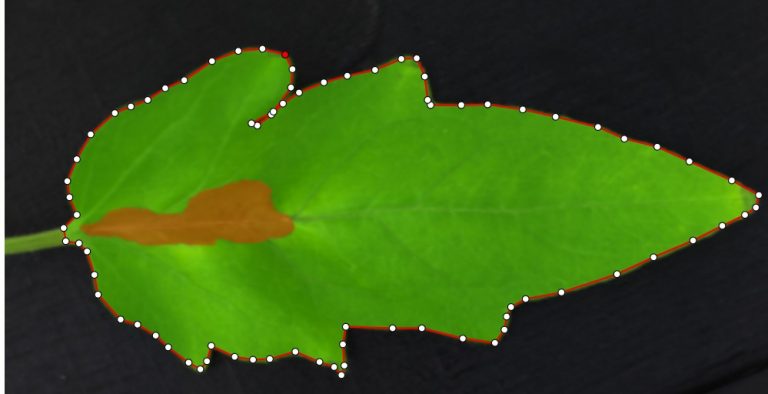 Labeling of the leaf diseases